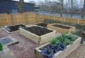 Vegetable-beds-sheffield.jpg